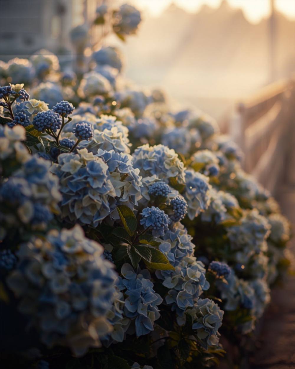Blue hydrangeas along a fence in golden dawn mist
